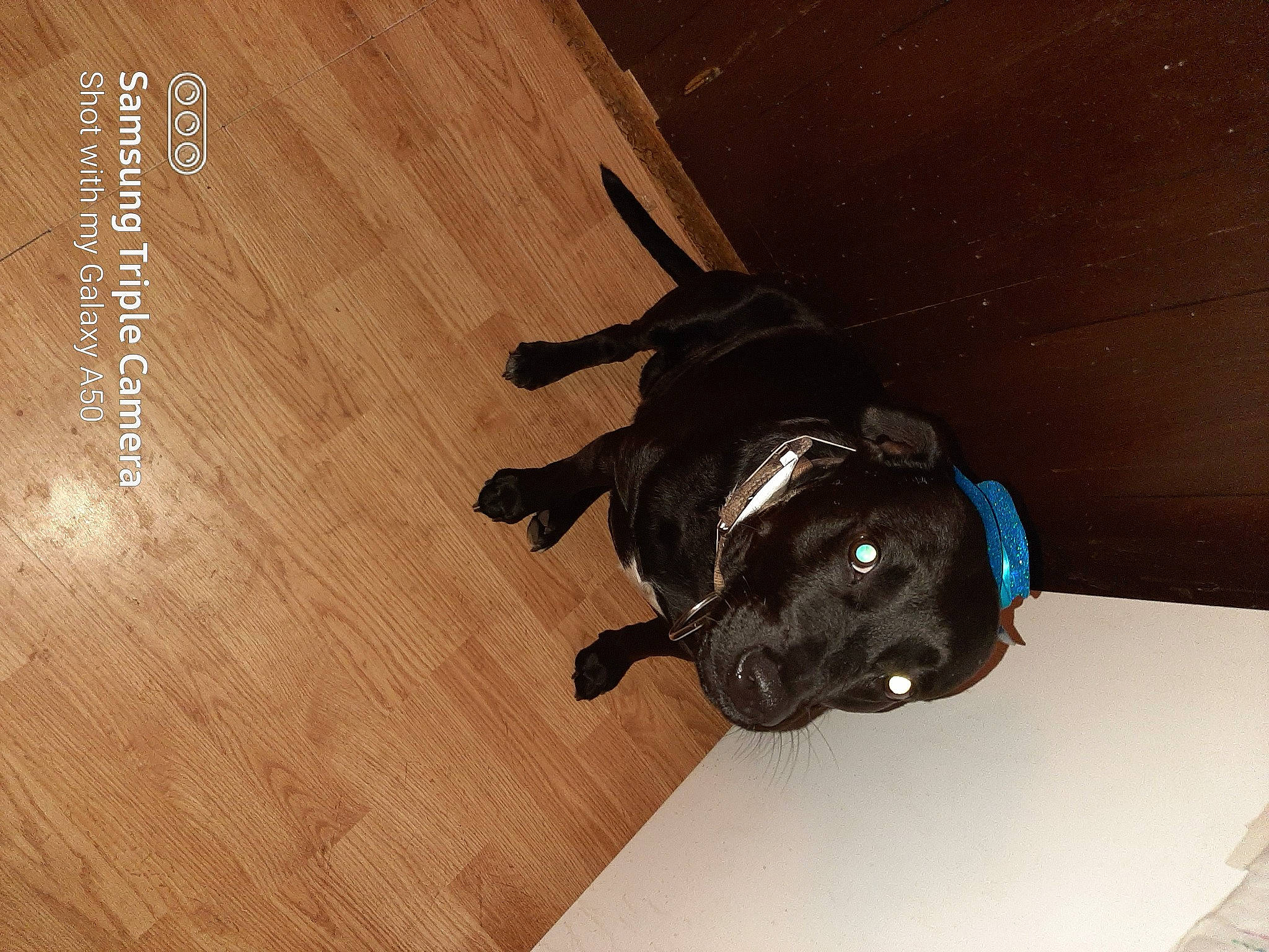 Rocky joined the competition — help win amazing prizes! brown, carnivore, collar, companion_dog, dog, dog_breed, fawn, floor, flooring, hardwood, laminate_flooring, liver, plywood, snout, sporting_group, tan, wood, wood_flooring, wood_stain, working_animal