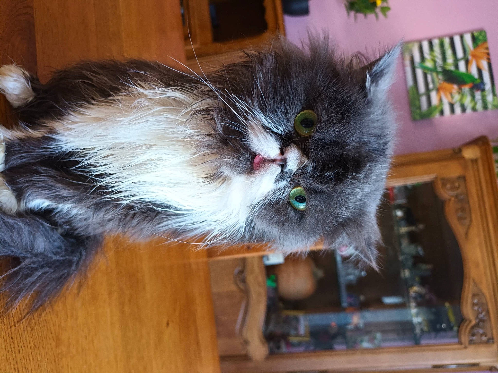 Boulet participe au concours pour gagner de l'argent avec cette photo : box, british_longhair, carnivore, cat, cat_toy, claw, domestic_short_haired_cat, felidae, fur, hardwood, paw, picture_frame, small_to_medium_sized_cats, snout, tail, whiskers