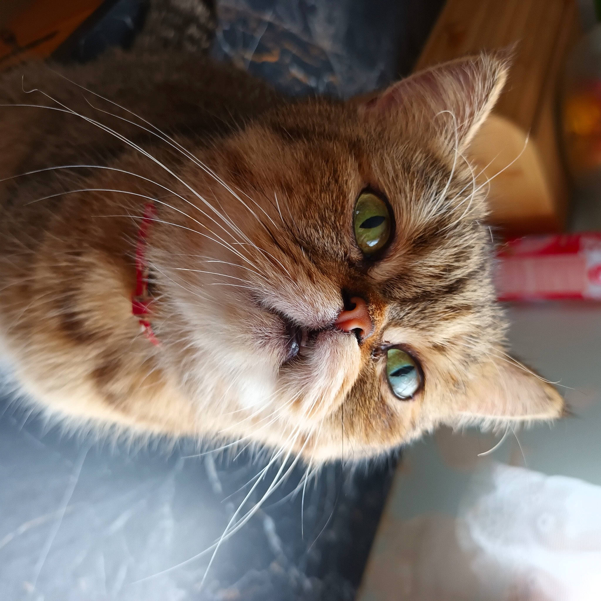 Boulet a rejoint le concours — aidez-le/la à gagner de superbes lots ! carnivore, cat, claw, domestic_short_haired_cat, ear, felidae, fur, iris, paw, small_to_medium_sized_cats, snout, tail, whiskers, wildlife