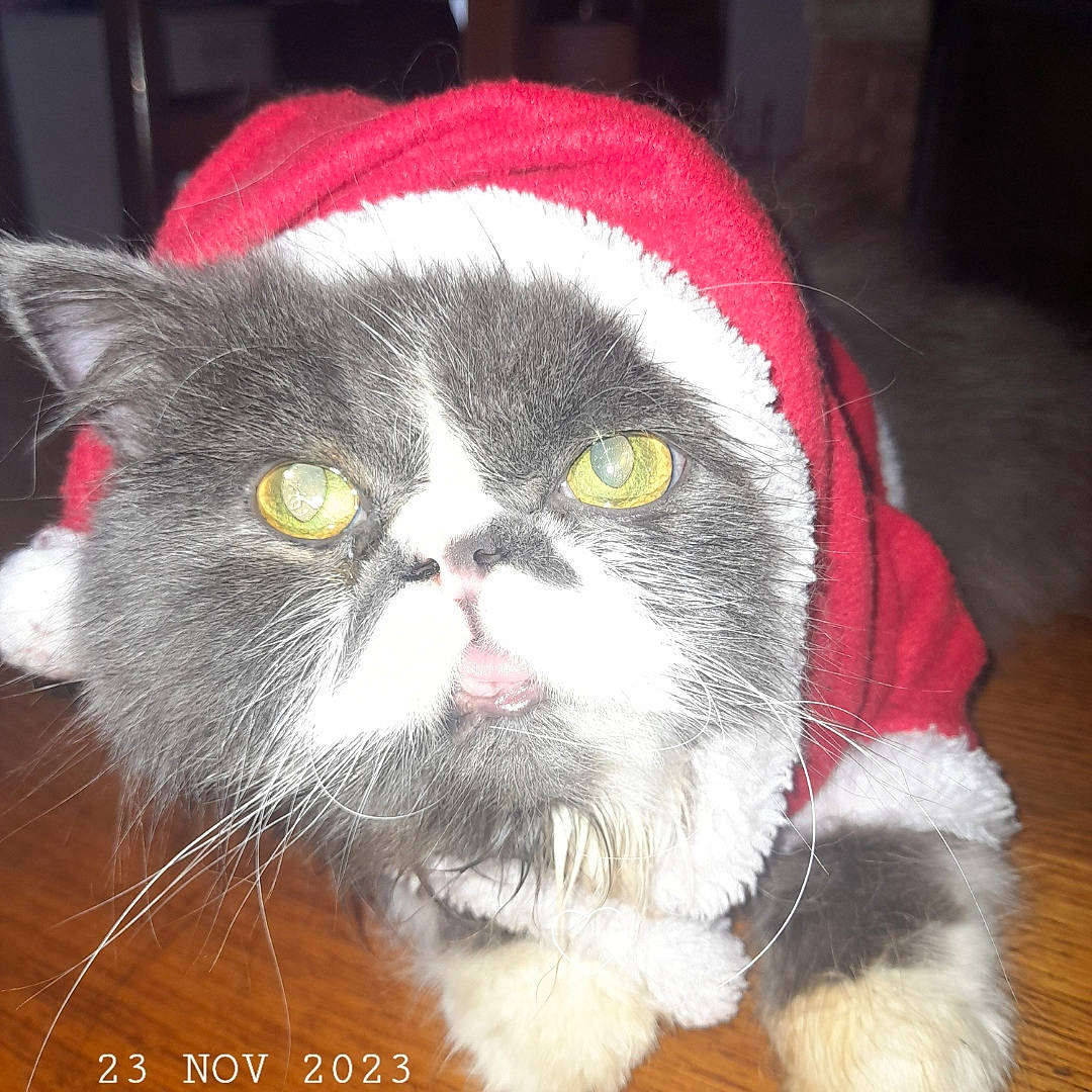 Boulet participe au concours pour gagner de l'argent avec cette photo : carmine, carnivore, cat, domestic_short_haired_cat, event, felidae, fur, holiday, small_to_medium_sized_cats, snout, tail, terrestrial_animal, whiskers