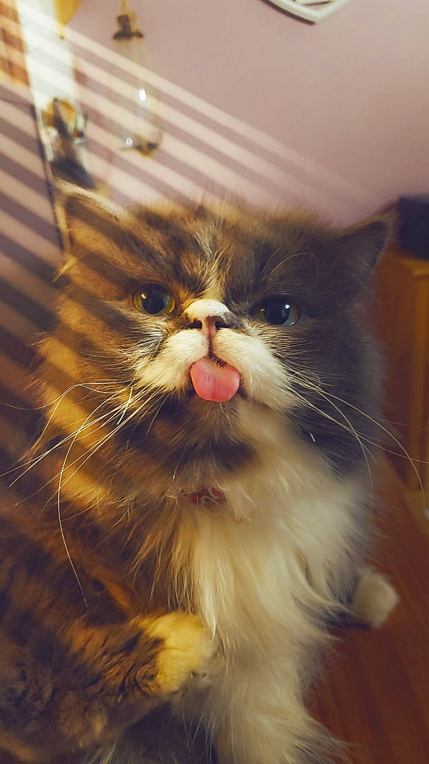 Boulet participe au concours pour gagner de l'argent avec cette photo : carnivore, cat, domestic_short_haired_cat, fawn, felidae, flooring, fur, small_to_medium_sized_cats, snout, terrestrial_animal, whiskers, window, wood