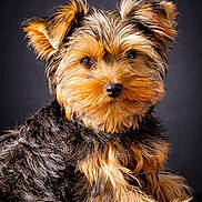 Amigo participe au concours pour gagner de l'argent avec cette photo : dog, puppy, yorkshire_terrier, fur, pet, animal, cute, portrait, studio, brown, black, small, fluffy, ears, sitting, face, eyes, adorable, canine, furry