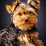 dog, puppy, yorkshire_terrier, fur, pet, animal, cute, portrait, studio, brown, black, small, fluffy, ears, sitting, face, eyes, adorable, canine, furry