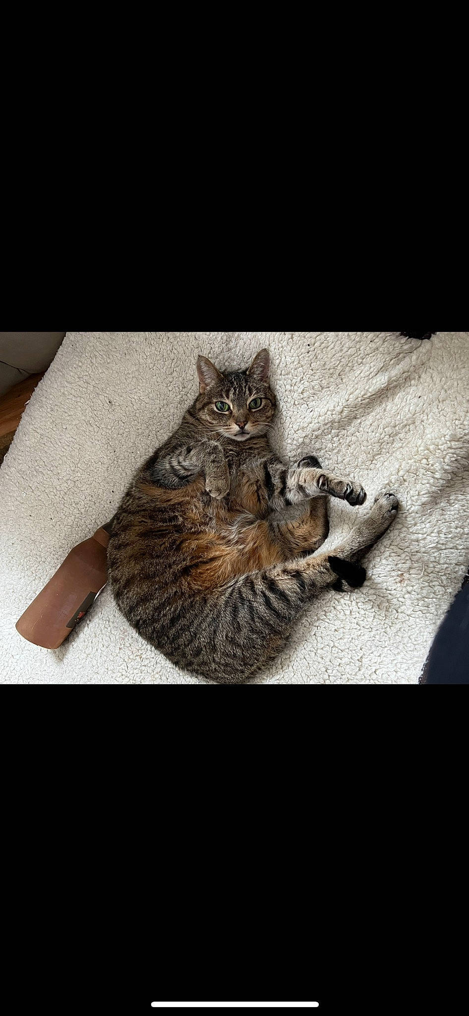 Ava Jane joined the competition — help win amazing prizes! art, carnivore, cat, claw, domestic_short_haired_cat, felidae, font, fur, grey, pattern, paw, photo_caption, sitting, small_to_medium_sized_cats, tail, whiskers