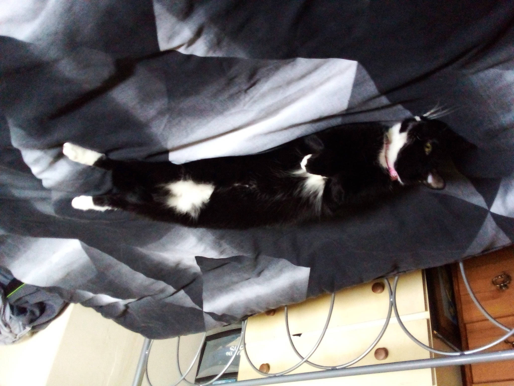 Lara joined the competition — help win amazing prizes! audio_equipment, cable, cat, comfort, domestic_short_haired_cat, electrical_wiring, felidae, fur, human_leg, room, small_to_medium_sized_cats, tail, whiskers, wire