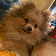 Aramis a rejoint le concours — aidez-le/la à gagner de superbes lots ! dog, pomeranian, fluffy, indoor, pet, cute, animal, fur, face, toy, cozy, brown, small_dog, companion, domestic_animal, closeup, curious, resting, adorable, portrait