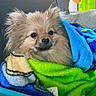 Aramis participe au concours pour gagner de l'argent avec cette photo : dog, pomeranian, pet, fluffy, blanket, colorful, cozy, indoors, cute, fur, snug, small_dog, comfort, expression, wrapped, warm, resting, animal, domestic_animal, portrait