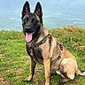 dog, belgian_malinois, outdoor, grass, harness, tongue_out, sitting, mountain, nature, pet, animal, canine, happy, ears_up, fur, portrait, scenic, daytime, greenery, landscape