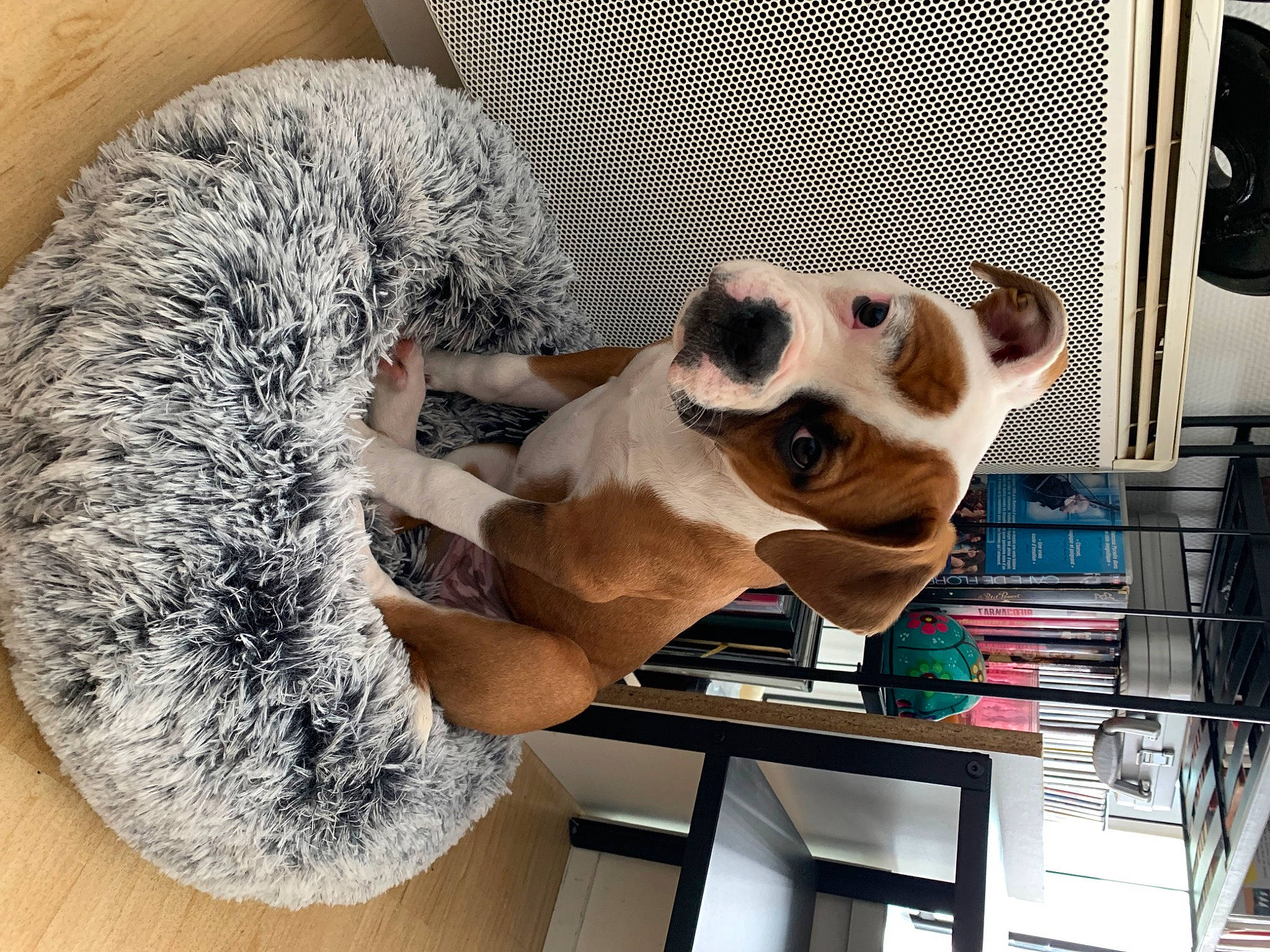 Uma participe au concours pour gagner de l'argent avec cette photo : carnivore, companion_dog, dog, dog_breed, door, eyewear, fawn, felidae, fur, mammal, pet_supply, small_to_medium_sized_cats, snout, sporting_group, sunglasses, tail, toy_dog, vertebrate, whiskers, working_animal