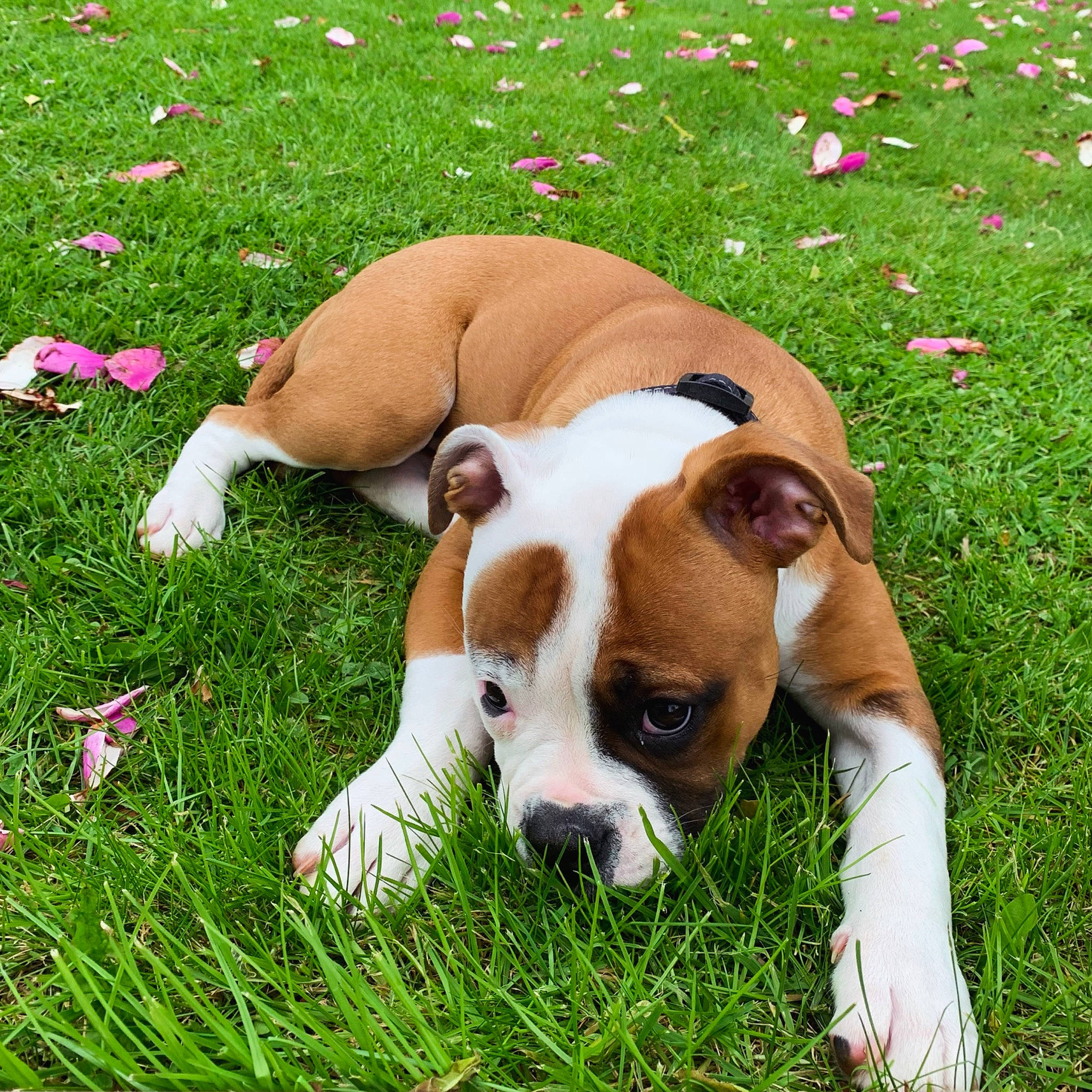 Uma a rejoint le concours — aidez-le/la à gagner de superbes lots ! ancient_dog_breeds, canidae, carnivore, companion_dog, dog, dog_breed, fawn, grass, green, groundcover, hound, non_sporting_group, plant, snout, sporting_group, working_animal, working_dog