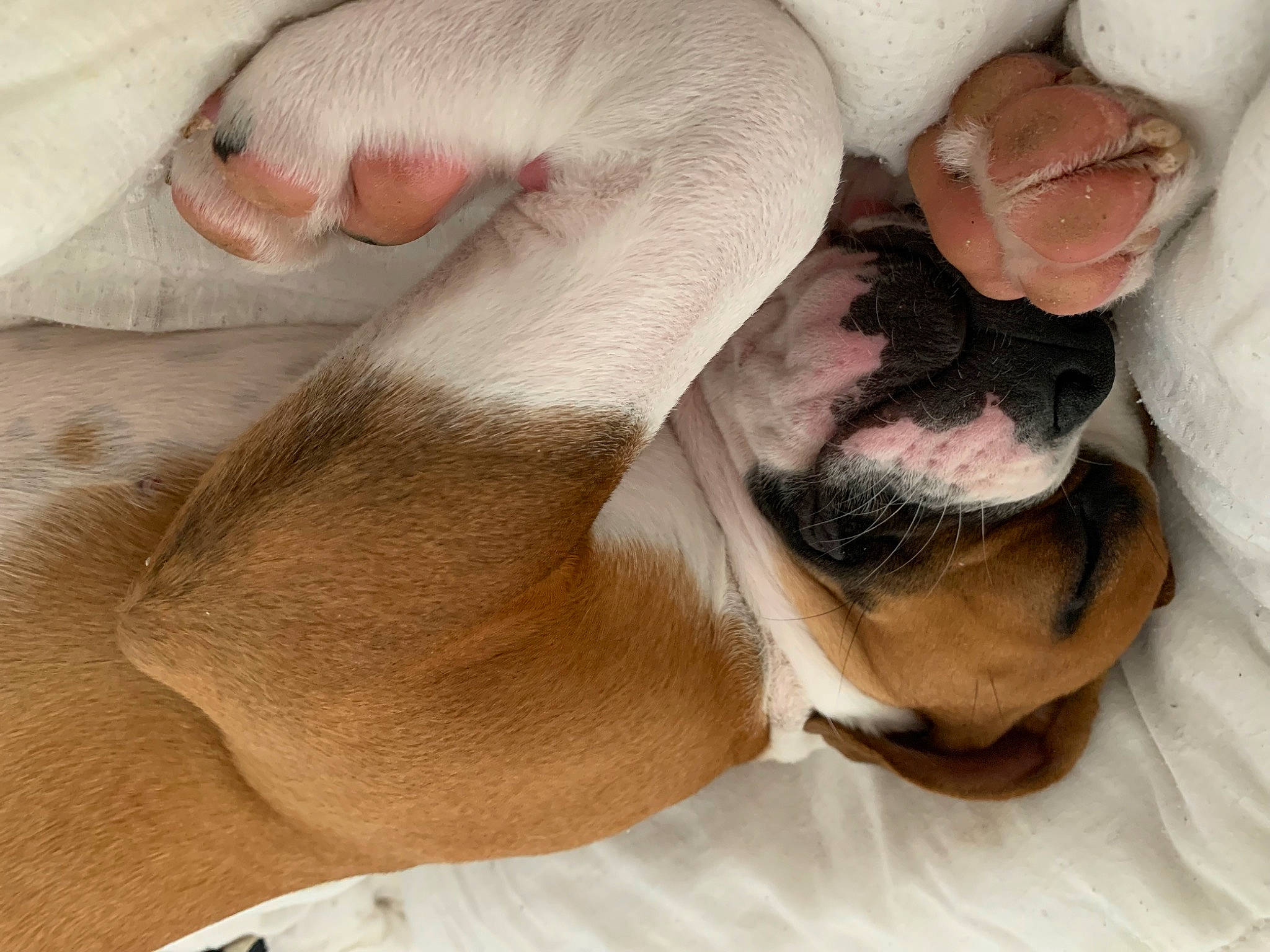 Uma participe au concours pour gagner de l'argent avec cette photo : beard, carnivore, chest, comfort, companion_dog, dog_breed, ear, elbow, fawn, foot, gesture, human_leg, jaw, knee, nose, snout, thigh, trunk, whiskers, wrist