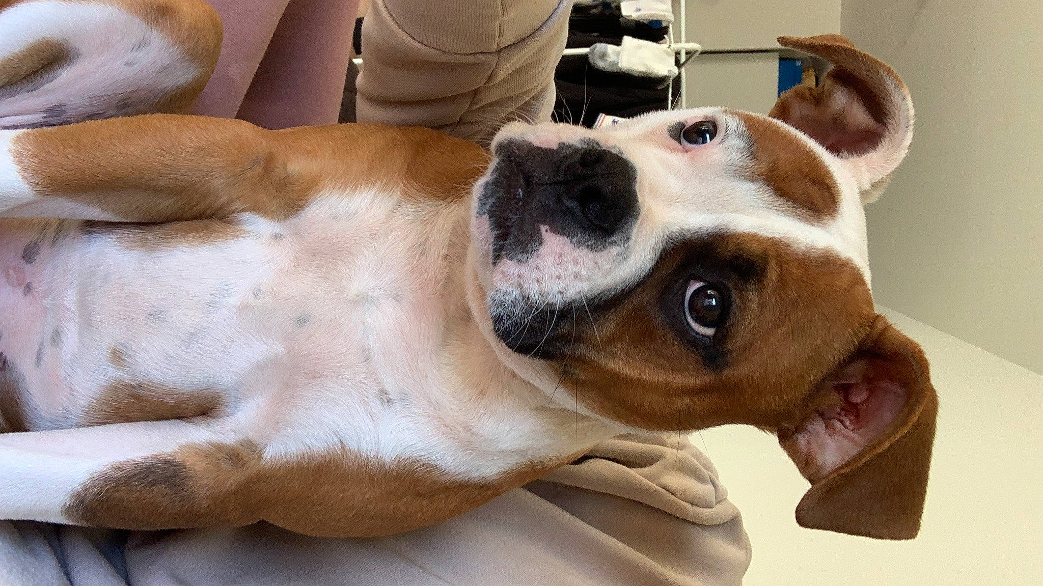 Uma a rejoint le concours — aidez-le/la à gagner de superbes lots ! canidae, carnivore, chair, collar, companion_dog, dog, dog_breed, dog_collar, dog_supply, ear, fawn, fur, leash, pet_supply, puppy, snout, sporting_group, street_dog, whiskers, working_animal