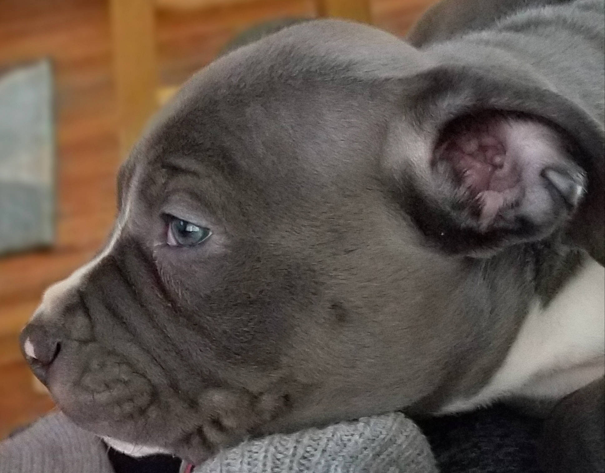 Chloe De Luna joined the competition — help win amazing prizes! canidae, carnivore, collar, companion_dog, dog, dog_breed, dog_collar, fawn, grey, jaw, mammal, old_english_bulldog, organ, pet_supply, skin, snout, terrestrial_animal, whiskers, working_animal, wrinkle