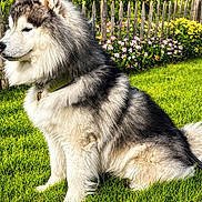 Raven a rejoint le concours — aidez-le/la à gagner de superbes lots ! dog, fluffy, sitting, grass, green, fence, flowers, outdoor, sunlight, pet, canine, nature, summer, collar, garden, portrait, animal, side_view, happy, peaceful