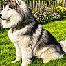dog, fluffy, sitting, grass, green, fence, flowers, outdoor, sunlight, pet, canine, nature, summer, collar, garden, portrait, animal, side_view, happy, peaceful