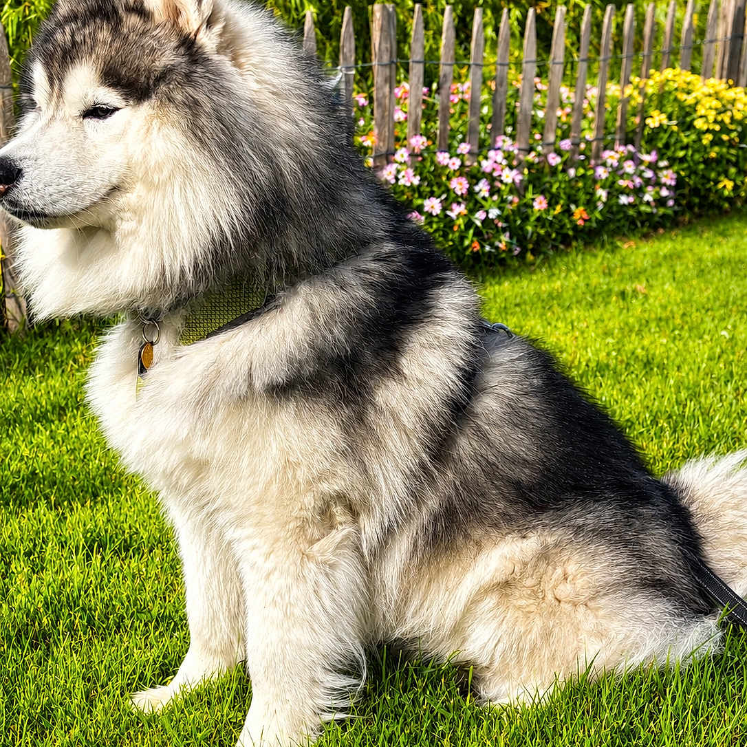 Raven a rejoint le concours — aidez-le/la à gagner de superbes lots ! dog, fluffy, sitting, grass, green, fence, flowers, outdoor, sunlight, pet, canine, nature, summer, collar, garden, portrait, animal, side_view, happy, peaceful