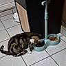 Saphir participe au concours pour gagner de l'argent avec cette photo : animal, cabinet, cat, domestic, dry_food, feeding, floor, floor_tiles, food, fur, home, indoor, pet, pet_bowl, quiet, robot_vacuum, striped, tabby_cat, tail, white_paws