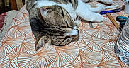 Saphir participe au concours pour gagner de l'argent avec cette photo : cat, closeup, cozy, domestic_animal, furniture, household, indoor, pattern, pen, pet, relaxed, resting, scissors, sleeping, striped, tabby, table, tablecloth, water_bottle, wooden_chair