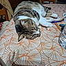 cat, closeup, cozy, domestic_animal, furniture, household, indoor, pattern, pen, pet, relaxed, resting, scissors, sleeping, striped, tabby, table, tablecloth, water_bottle, wooden_chair