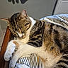 Saphir a rejoint le concours — aidez-le/la à gagner de superbes lots ! animal, bed, black, blanket, brown, cat, cozy, cute, feline, fur, indoor, pattern, paw, pet, resting, sleeping, striped, tabby, whiskers, white