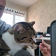 Saphir a rejoint le concours — aidez-le/la à gagner de superbes lots ! animal, arm, brown_fur, cat, computer, curtains, desk, furniture, hand, human, indoor, light, office_supplies, person, pet, spoon, tabby_cat, table, white_fur, window