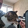 animal, arm, brown_fur, cat, computer, curtains, desk, furniture, hand, human, indoor, light, office_supplies, person, pet, spoon, tabby_cat, table, white_fur, window