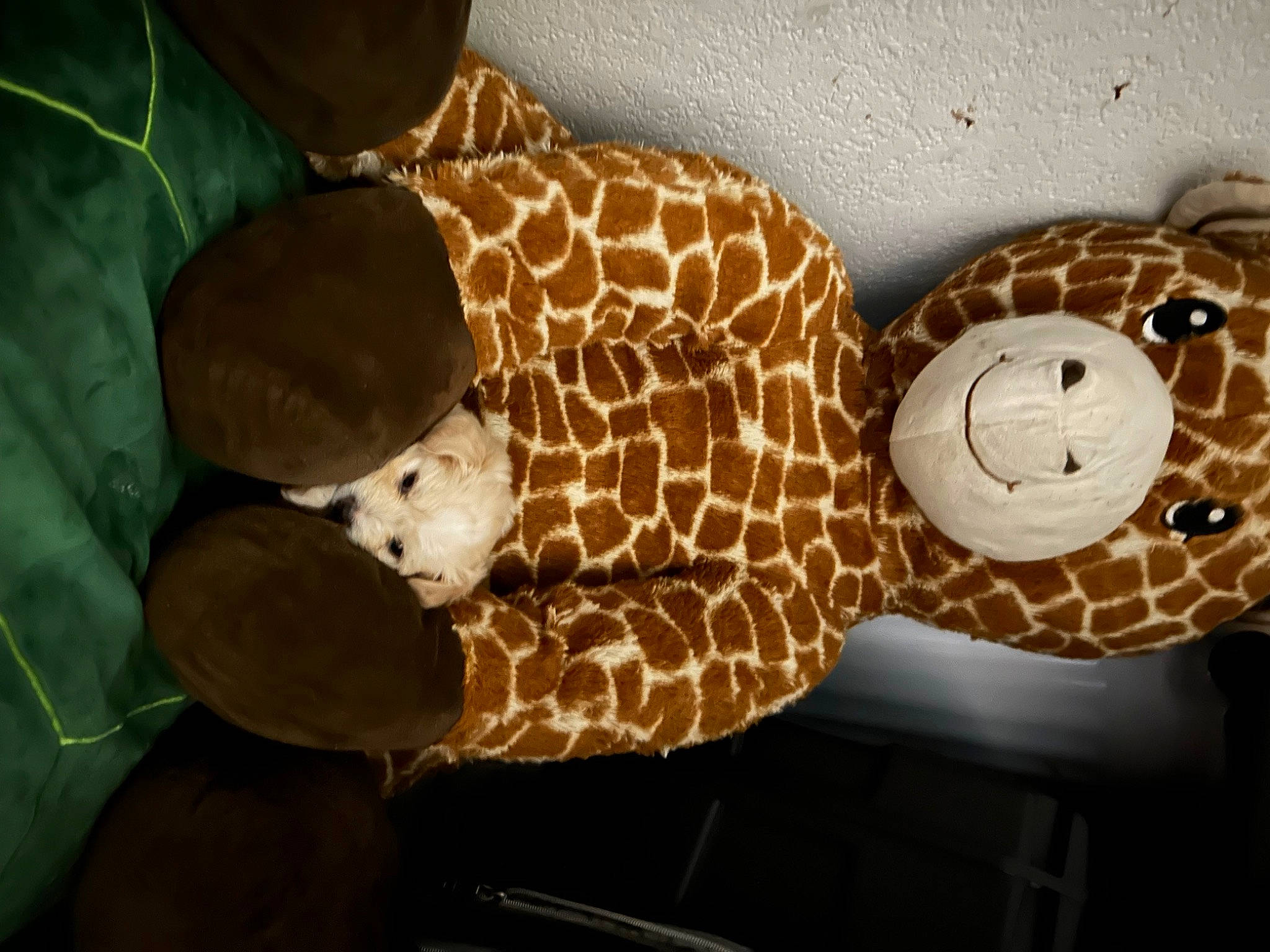 Snowball is registered to the contest to win money with this photo: brown, dessert, fawn, felidae, finger_food, food, fur, giraffe, giraffidae, linens, pattern, plush, room, stuffed_toy, terrestrial_animal, toy