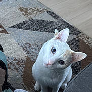 Snow joined the competition — help win amazing prizes! animal, blanket, cat, cozy, curious, cute, domestic_cat, ears, floor, furniture, home, indoor, looking_up, orange_markings, patterned_rug, pet, rug, sitting, whiskers, white_cat