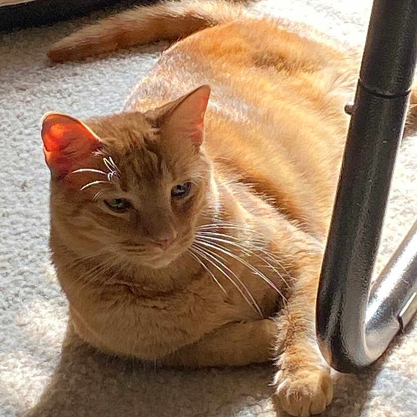 Oliver Queen is registered to the contest to win money with this photo: abyssinian, animal, cat, egyptiancat, homedecor, kitten, manx, pet, siamese