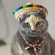 Mochi is registered to the contest to win money with this photo: animal, bow, cat, closeup, colorful, cute, domestic_cat, eyes, face, feline, funny_hat, fur, gray_cat, hat, indoor, pet, portrait, sombrero, string, whiskers