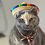 animal, bow, cat, closeup, colorful, cute, domestic_cat, eyes, face, feline, funny_hat, fur, gray_cat, hat, indoor, pet, portrait, sombrero, string, whiskers