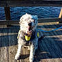 animal, canine, daytime, dock, dog, excited, friendly, furry, happy, harness, leash, nature, outdoor, pet, playful, smiling, sunlight, tongue_out, water, wood