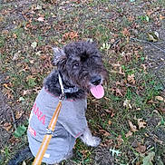 Peppa Pig is registered to the contest to win money with this photo: animal, autumn, canine, collar, dog, fur, grass, ground, happy, leash, leaves, nature, outdoor, park, pet, playful, shirt, smiling, tongue_out, walking