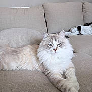 Sukkar is registered to the contest to win money with this photo: cat, fluffy, long_hair, blue_eyes, relaxed, couch, beige, indoor, pet, feline, resting, stretching, cozy, home, animal, soft, fur, cute, domestic_animal, living_room