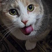 Gracie joined the competition — help win amazing prizes! cat, close_up, green_eyes, tongue_out, whiskers, fur, pet, curious, animal, indoor, face, cute, playful, mammal, domestic_cat, looking_up, portrait, feline, pink_nose, expression