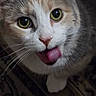 cat, close_up, green_eyes, tongue_out, whiskers, fur, pet, curious, animal, indoor, face, cute, playful, mammal, domestic_cat, looking_up, portrait, feline, pink_nose, expression
