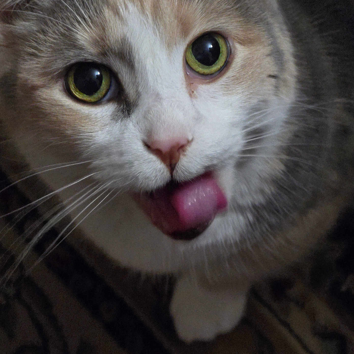 Gracie joined the competition — help win amazing prizes! cat, close_up, green_eyes, tongue_out, whiskers, fur, pet, curious, animal, indoor, face, cute, playful, mammal, domestic_cat, looking_up, portrait, feline, pink_nose, expression