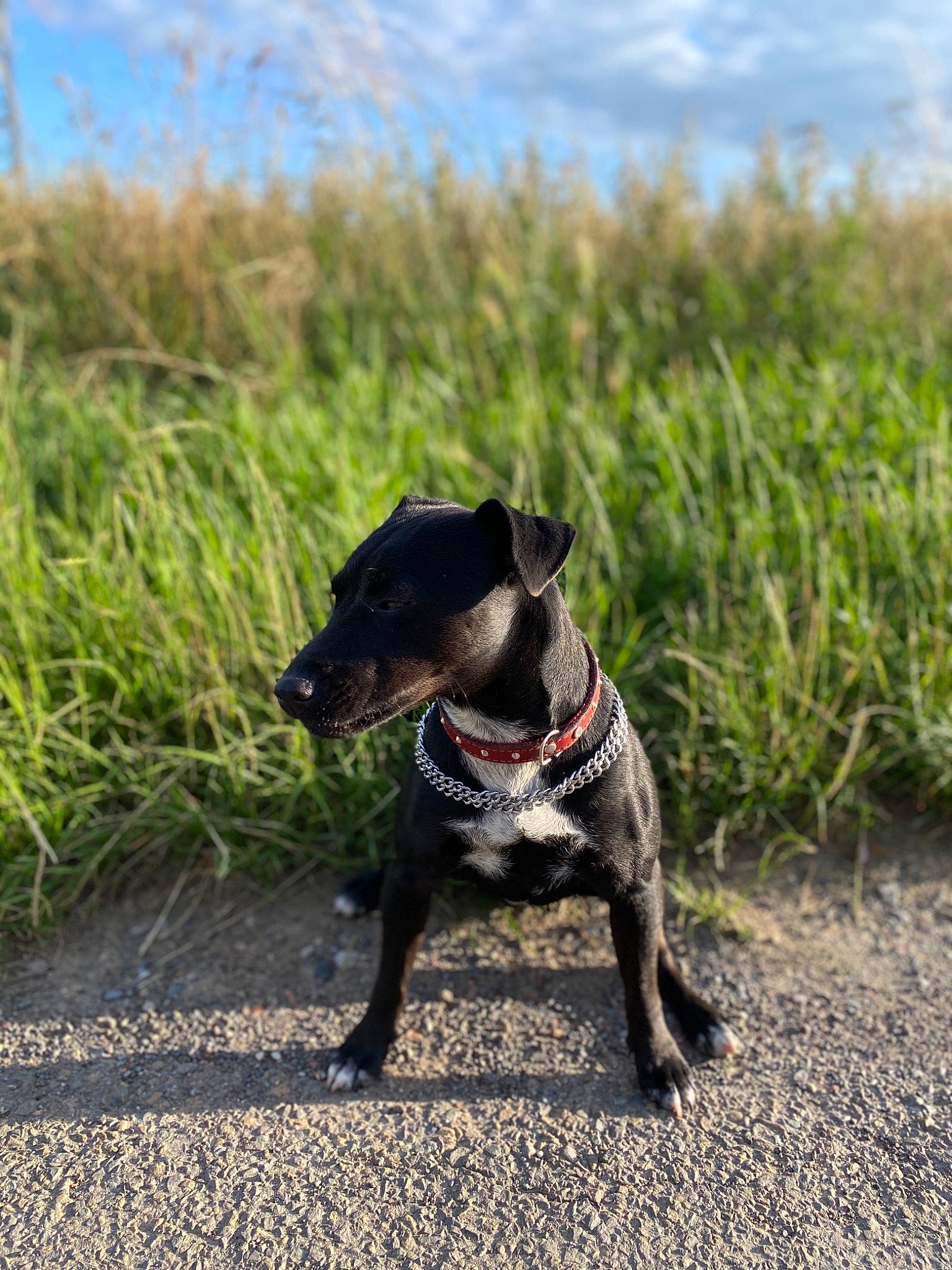 Phara a rejoint le concours — aidez-le/la à gagner de superbes lots ! canidae, carnivore, collar, companion_dog, dog, dog_breed, dog_clothes, dog_collar, dog_supply, fawn, grass, leash, pet_supply, plant, sky, snout, sporting_group, tail, whiskers, working_animal