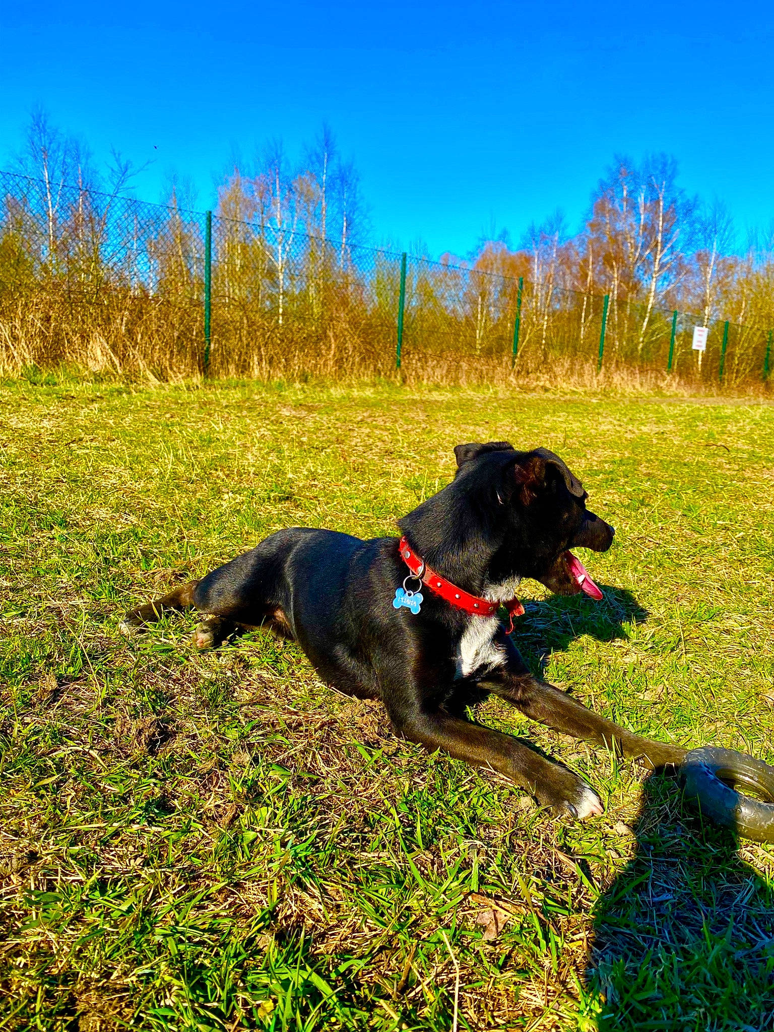 Phara participe au concours pour gagner de l'argent avec cette photo : borador, carnivore, collar, dog, dog_breed, dog_collar, field, grass, grass_family, grassland, gun_dog, landscape, meadow, natural_landscape, pasture, plant, prairie, sky, tree, working_animal