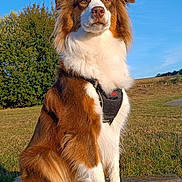 Valéria participe au concours pour gagner de l'argent avec cette photo : dog, brown_and_white, sitting, bench, outdoor, sunny, harness, grass, blue_sky, tree, pet, canine, alert, fur, nature, animal, leash, daytime, portrait, park