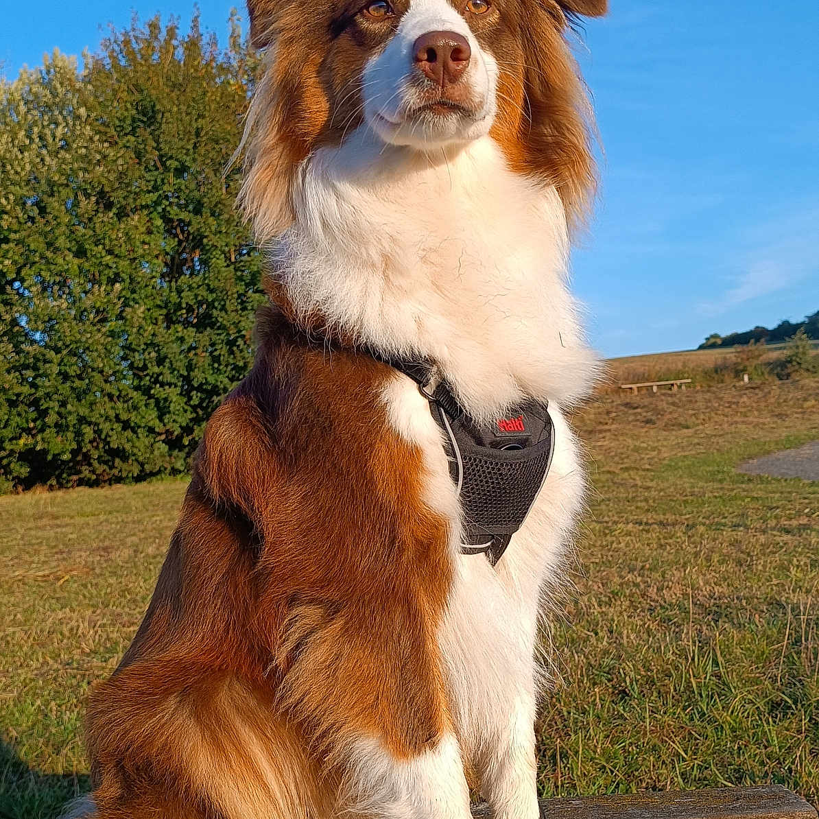 Valéria participe au concours pour gagner de l'argent avec cette photo : alert, animal, bench, blue_sky, brown_and_white, canine, daytime, dog, fur, grass, harness, leash, nature, outdoor, park, pet, portrait, sitting, sunny, tree