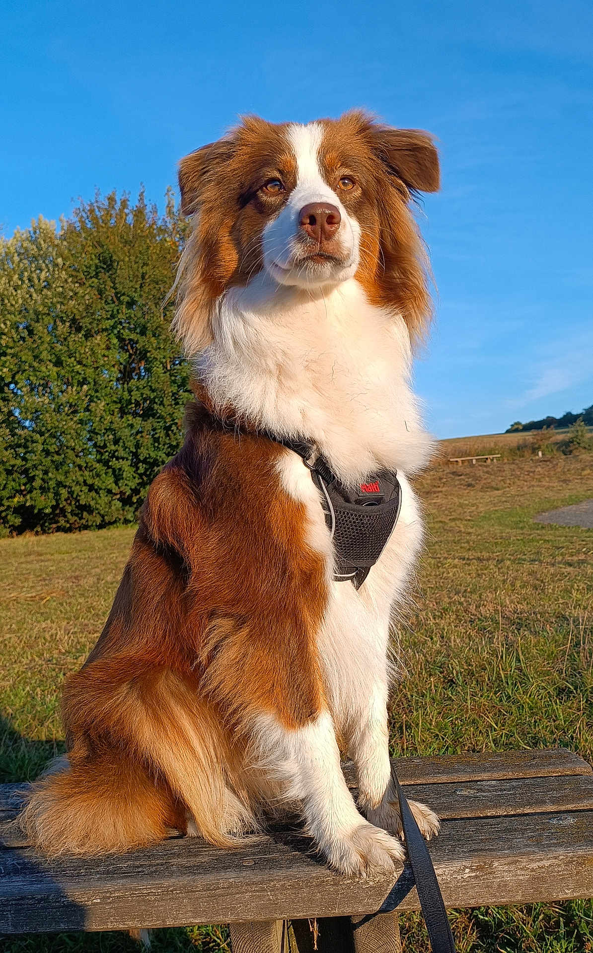 Valéria participe au concours pour gagner de l'argent avec cette photo : dog, brown_and_white, sitting, bench, outdoor, sunny, harness, grass, blue_sky, tree, pet, canine, alert, fur, nature, animal, leash, daytime, portrait, park