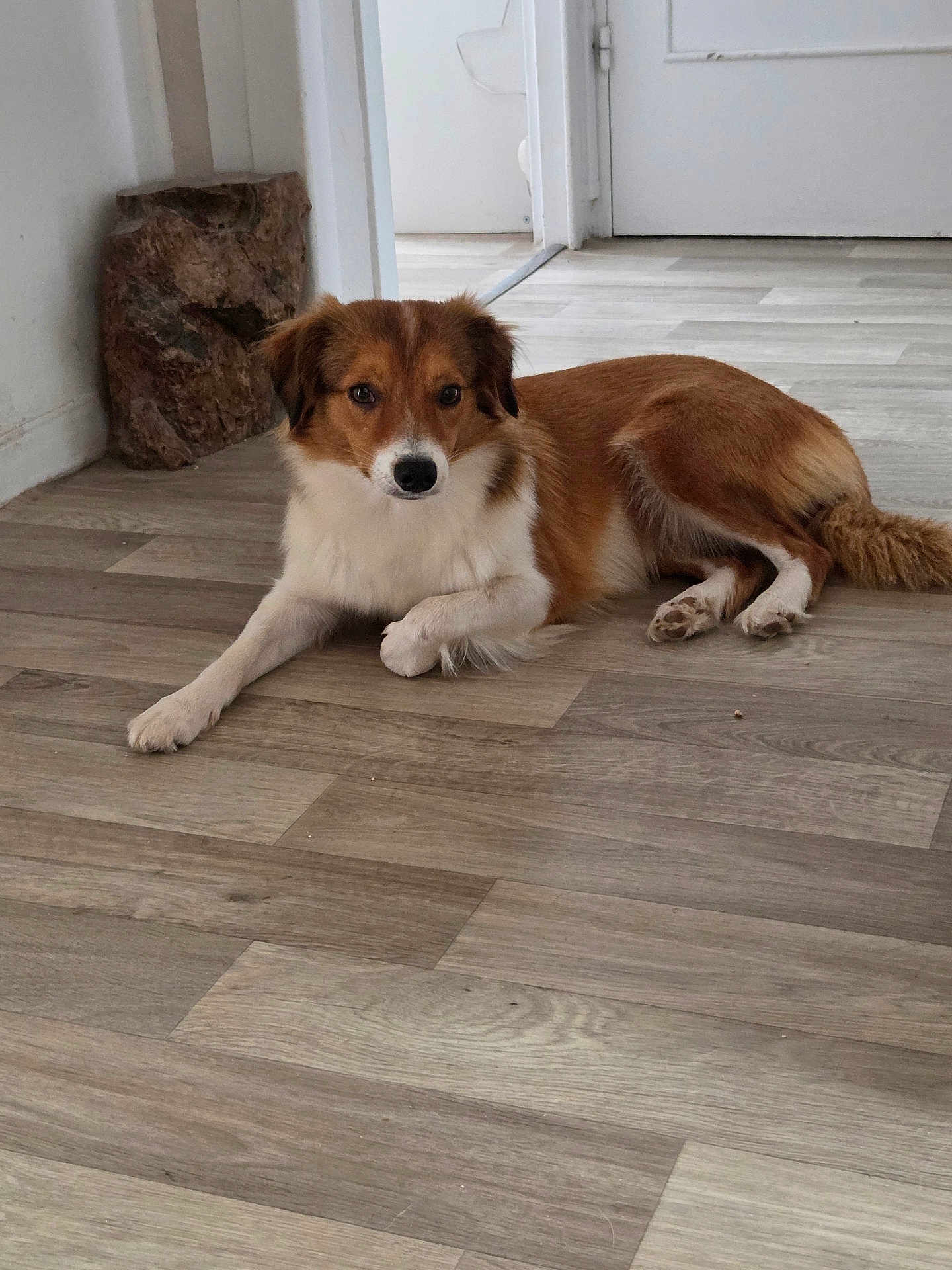 Aska participe au concours pour gagner de l'argent avec cette photo : dog, brown, white, indoor, floor, wooden_floor, pet, animal, lying_down, calm, looking, ears, tail, door, wall, home, domestic, canine, fur, paws
