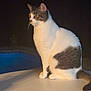 cat, animal, pet, white, gray, sitting, night, pool, outdoor, fur, portrait, domestic_cat, whiskers, tail, side_view, calm, quiet, table, illuminated, shadow