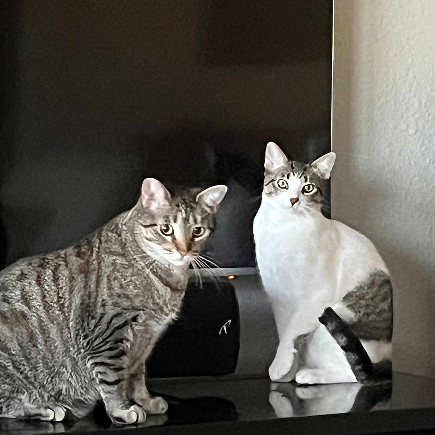 Beville Dylan is registered to the contest to win money with this photo: alert, animal, black_screen, cat, cats, companion, curious, domestic, ears_up, feline, home, indoor, pet, reflection, sitting, striped, tabby_cat, television, whiskers, white_cat
