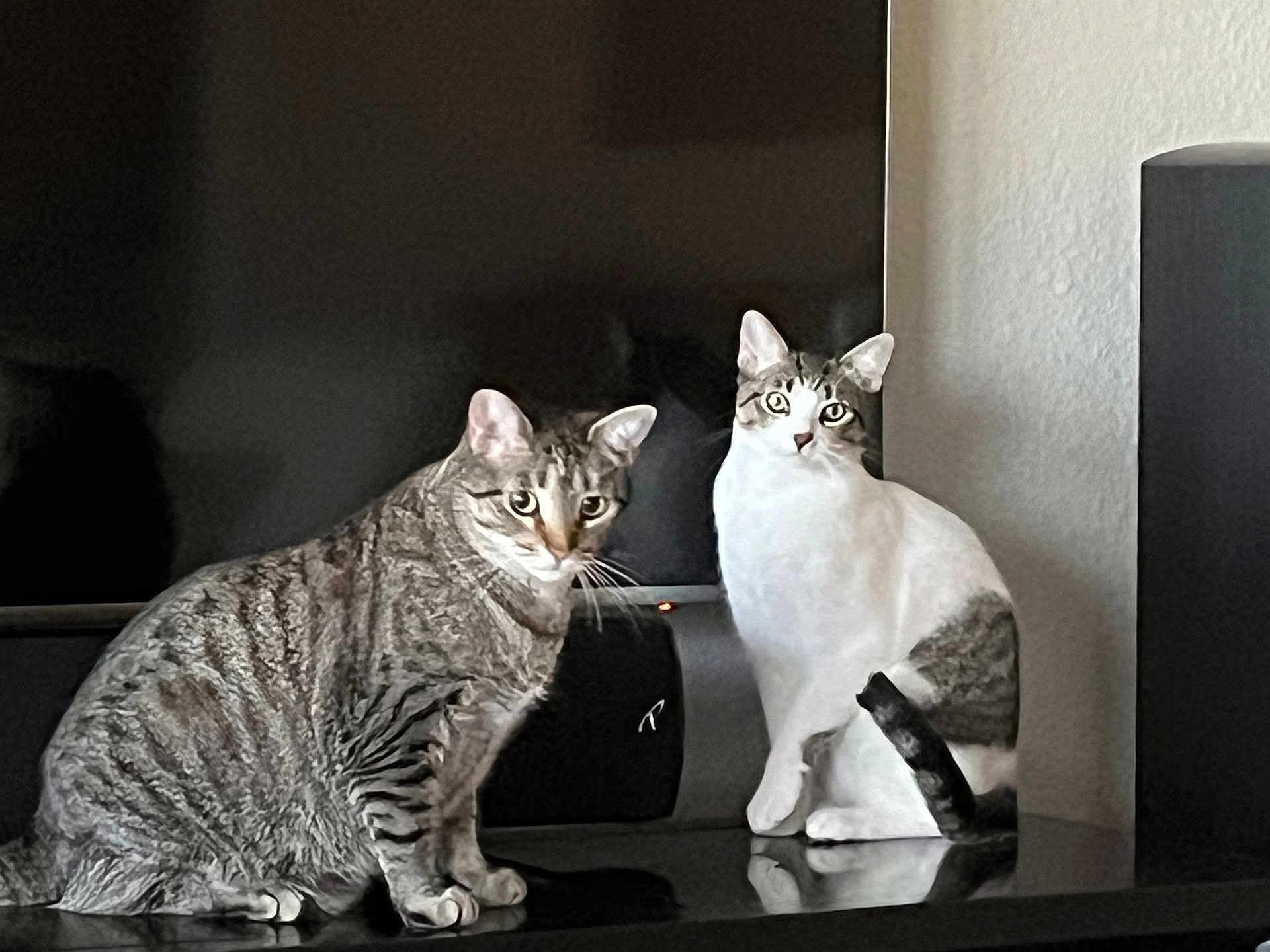 Beville Dylan is registered to the contest to win money with this photo: cat, cats, tabby_cat, white_cat, indoor, feline, pet, animal, curious, reflection, television, black_screen, sitting, ears_up, whiskers, striped, domestic, home, companion, alert