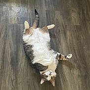 Oliver joined the competition — help win amazing prizes! cat, pet, animal, feline, floor, wooden_floor, lying_down, playful, relaxed, domestic_animal, whiskers, fur, tabby, white_fur, brown_fur, indoor, looking_up, cute, four_legs, tail