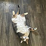 cat, pet, animal, feline, floor, wooden_floor, lying_down, playful, relaxed, domestic_animal, whiskers, fur, tabby, white_fur, brown_fur, indoor, looking_up, cute, four_legs, tail