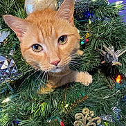 Houdini joined the competition — help win amazing prizes! animal, cat, celebration, christmas_lights, christmas_tree, closeup, curious, cute, decorations, feline, festive, festivity, greenery, holiday, indoors, orange_cat, ornaments, pet, seasonal, whiskers