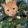 animal, cat, celebration, christmas_lights, christmas_tree, closeup, curious, cute, decorations, feline, festive, festivity, greenery, holiday, indoors, orange_cat, ornaments, pet, seasonal, whiskers